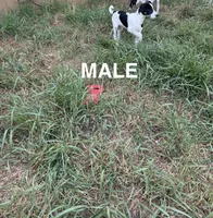 Rat Terrier 2, a male Rat Terrier for sale in Battle Creek, MI – 2 of 2