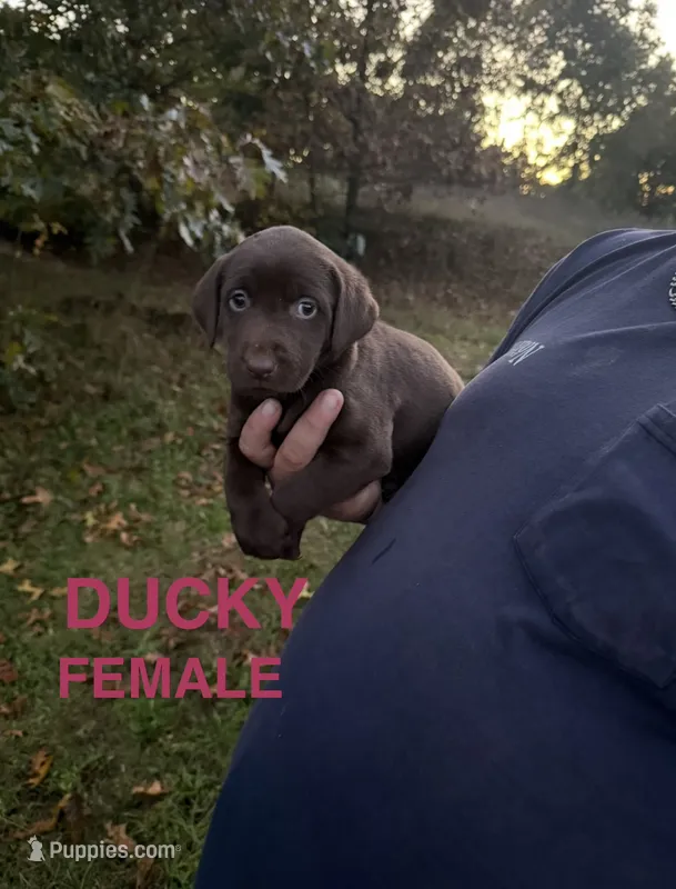 Ducky – Labrador Retriever puppy for sale in Battle Creek, MI