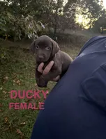 Ducky, a female Labrador Retriever for sale in Battle Creek, MI – 1 of 1