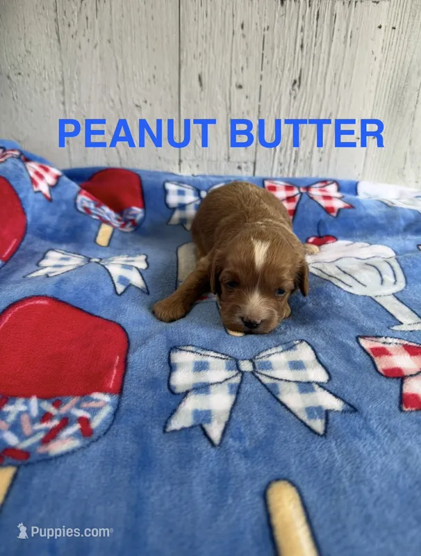 Peanut Butter – Cavapoo puppy for sale in Battle Creek, MI