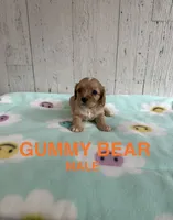 Gummy Bear, a male Cavapoo for sale in Battle Creek, MI – 1 of 1
