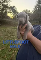 Littlefoot , a male Labrador Retriever for sale in Battle Creek, MI – 1 of 1