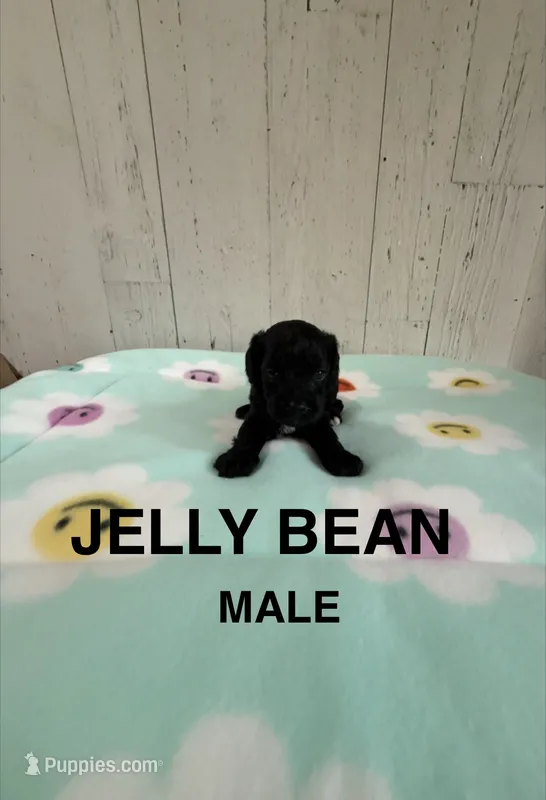 Jelly Bean – Cavapoo puppy for sale in Battle Creek, MI