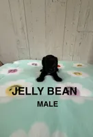 Jelly Bean, a male Cavapoo for sale in Battle Creek, MI – 1 of 1