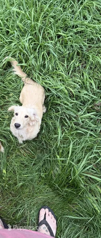 Chance – Miniature Dachshund puppy for sale in Battle Creek, MI