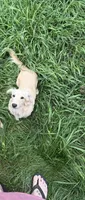 Chance, a male Miniature Dachshund for sale in Battle Creek, MI – 1 of 5