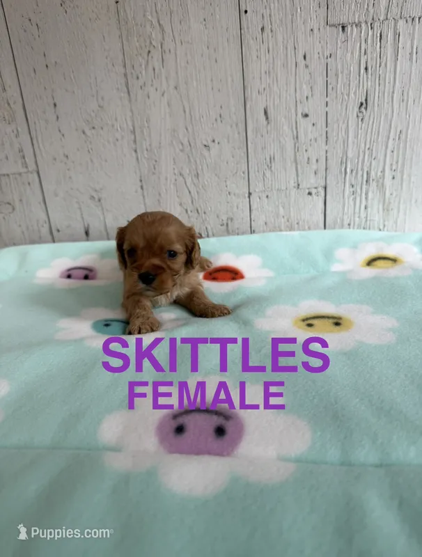 Skittles – Cavapoo puppy for sale in Battle Creek, MI