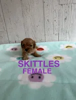 Skittles, a female Cavapoo for sale in Battle Creek, MI – 1 of 1