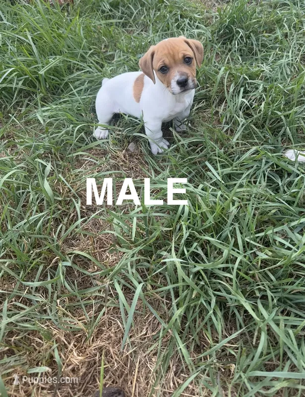 Shorty Jack Russell  – Jack Russell Terrier puppy for sale in Battle Creek, MI