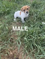 Shorty Jack Russell , a male Jack Russell Terrier for sale in Battle Creek, MI – 1 of 1