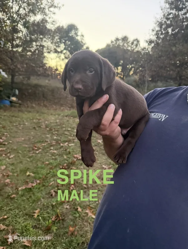 Spike – Labrador Retriever puppy for sale in Battle Creek, MI
