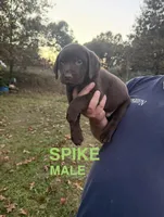 Spike, a male Labrador Retriever for sale in Battle Creek, MI – 1 of 1
