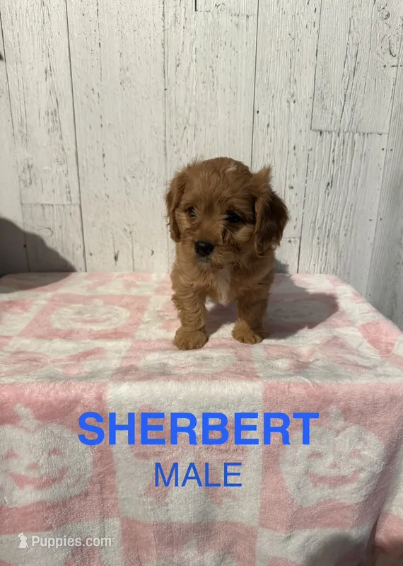 Sherbert  – Cavapoo puppy for sale in Battle Creek, MI