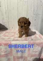 Sherbert , a male Cavapoo for sale in Battle Creek, MI – 1 of 1