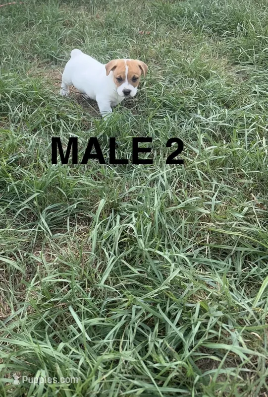 Shorty Jack Russell – Jack Russell Terrier puppy for sale in Battle Creek, MI