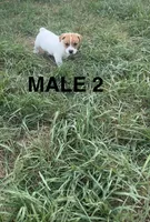 Shorty Jack Russell, a male Jack Russell Terrier for sale in Battle Creek, MI – 1 of 1