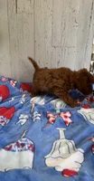 F1b Cavapoo, a male Cavapoo for sale in Battle Creek, MI – 2 of 3