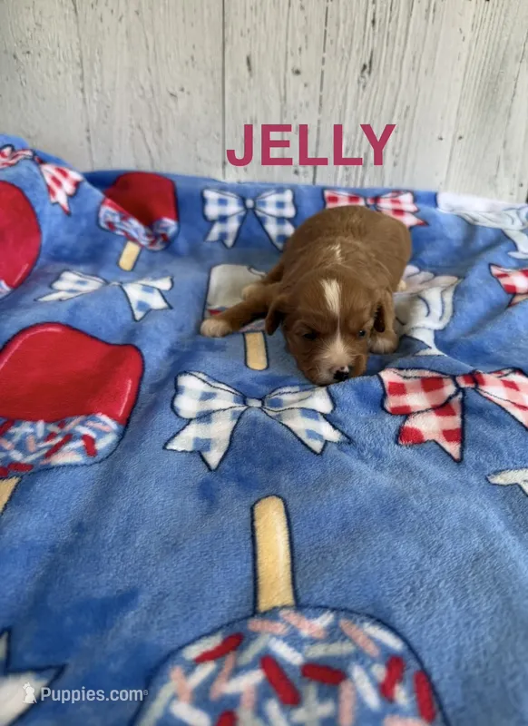 Jelly – Cavapoo puppy for sale in Battle Creek, MI