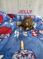 Jelly, a female Cavapoo for sale in Battle Creek, MI – 1 of 2