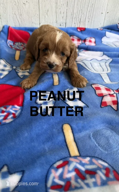 Peanut Butter – Cavapoo puppy for sale in Battle Creek, MI