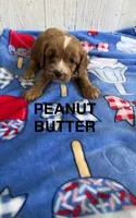 Peanut Butter, a male Cavapoo for sale in Battle Creek, MI – 1 of 1