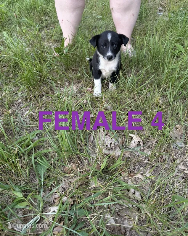Female 4  – Australian Shepherd, Border Collie puppy for sale in Battle Creek, MI