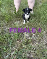 Female 4 , a female Australian Shepherd and Border Collie for sale in Battle Creek, MI – 1 of 1