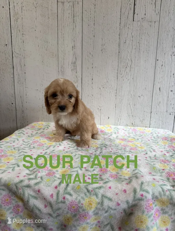 Sour Patch – Cavapoo puppy for sale in Battle Creek, MI