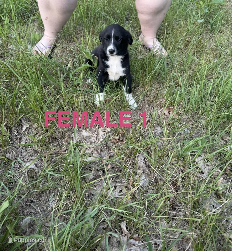 Female 1 – Australian Shepherd, Border Collie puppy for sale in Battle Creek, MI