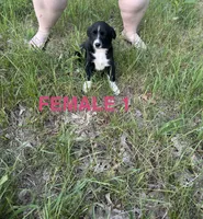 Female 1, a female Australian Shepherd and Border Collie for sale in Battle Creek, MI – 1 of 1