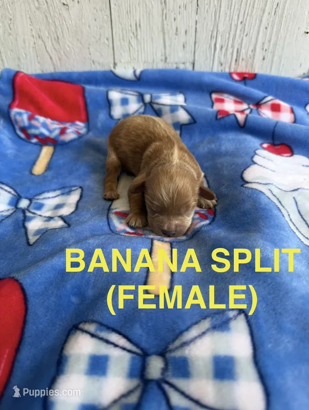 Banana Split – Cavapoo puppy for sale in Battle Creek, MI