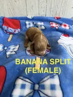 Banana Split, a female Cavapoo for sale in Battle Creek, MI – 1 of 1