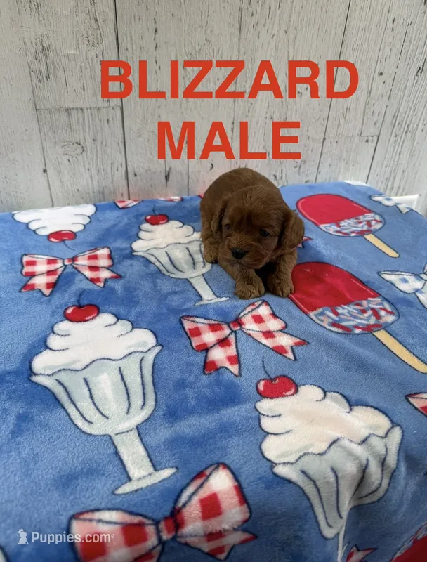 Blizzard – Cavapoo puppy for sale in Battle Creek, MI
