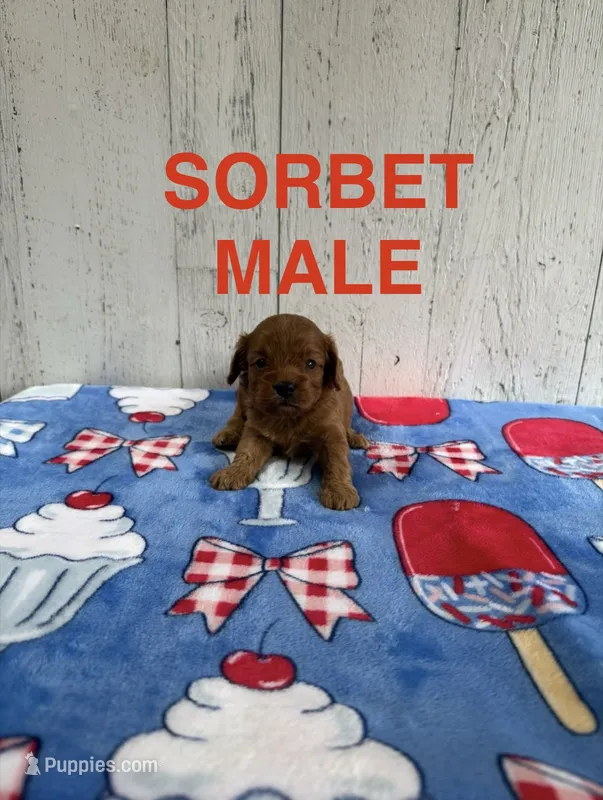 Sorbet – Cavapoo puppy for sale in Battle Creek, MI