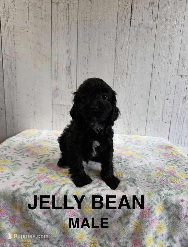 Jelly Bean – Cavapoo puppy for sale in Battle Creek, MI