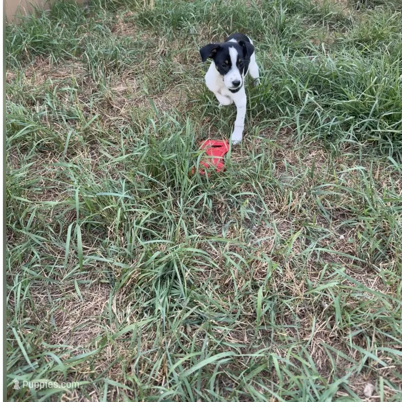 Rat Terrier 2 – Rat Terrier puppy for sale in Battle Creek, MI