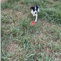 Rat Terrier 2, a male Rat Terrier for sale in Battle Creek, MI – 1 of 2