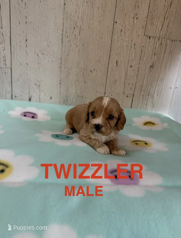 Twizzler  – Cavapoo puppy for sale in Battle Creek, MI