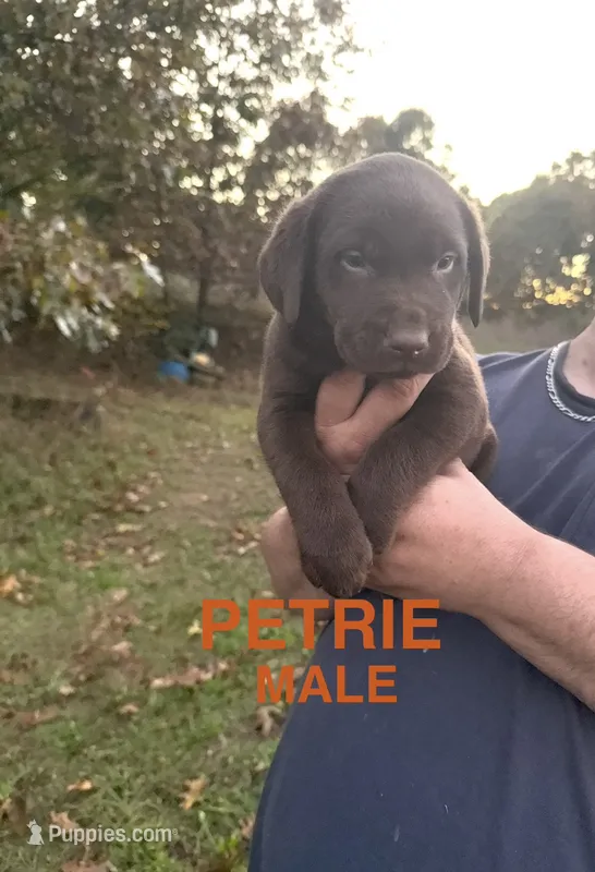 Petrie – Labrador Retriever puppy for sale in Battle Creek, MI
