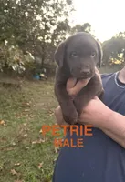 Petrie, a male Labrador Retriever for sale in Battle Creek, MI – 1 of 1