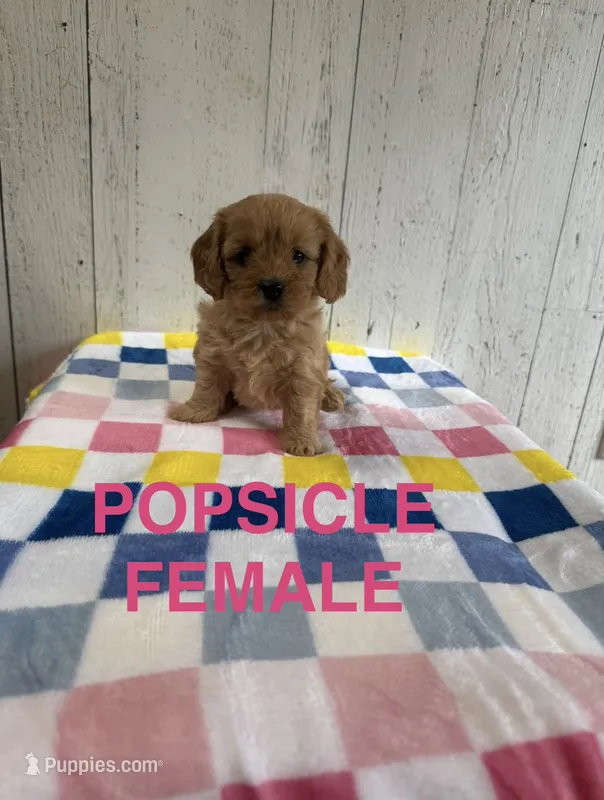 Popsicle – Cavapoo puppy for sale in Battle Creek, MI