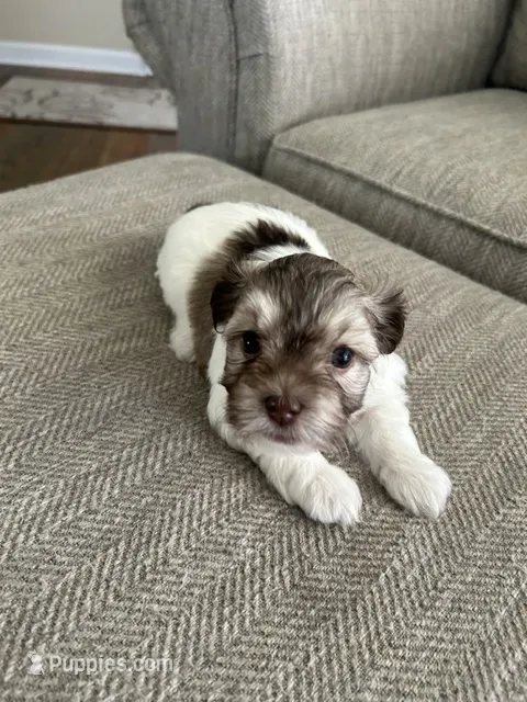 Lucy – Havanese puppy for sale in Summerville, SC