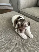 Lucy, a female Havanese for sale in Summerville, SC – 1 of 1