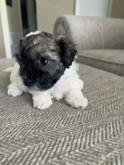 Mabel, a female Havanese for sale in Summerville, SC – 2 of 2