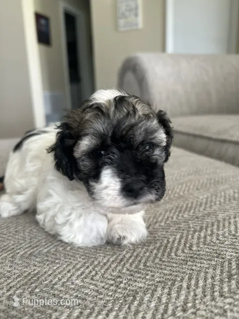 Mabel – Havanese puppy for sale in Summerville, SC