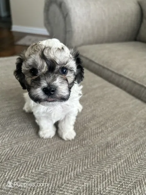 Bruester – Havanese puppy for sale in Summerville, SC