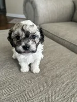 Bruester, a male Havanese for sale in Summerville, SC – 1 of 1