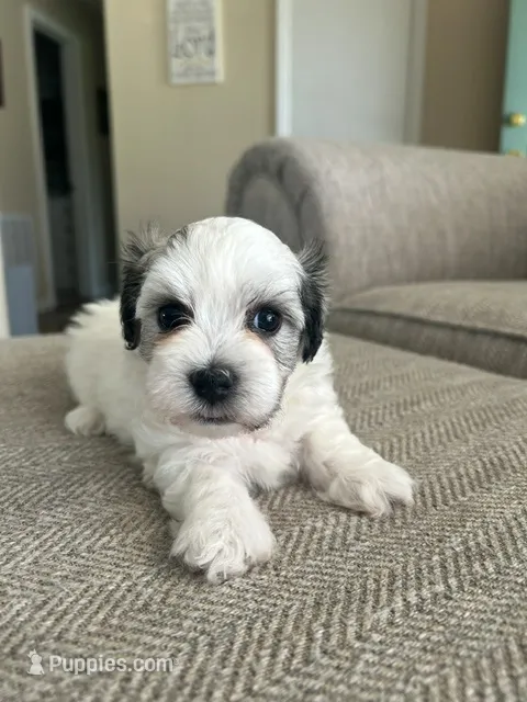 Rosie – Havanese puppy for sale in Summerville, SC