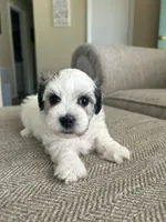Rosie, a female Havanese for sale in Summerville, SC – 1 of 1