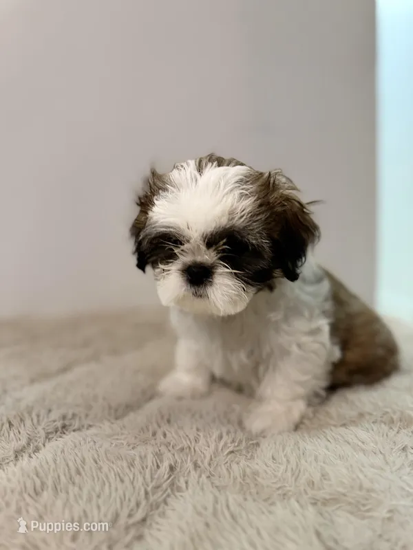Shih Tzu Male puppy – Shih Tzu puppy for sale in San Diego, CA